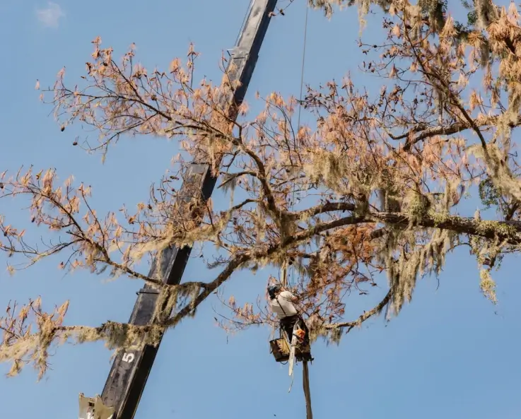 A tree service worker wearing safety rigging and carrying a chainsaw hangs suspended from a rope high up in a large tree with brown-tipped leaves, positioned next to a large black crane boom against a blue sky.