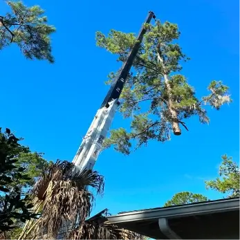 A large commercial crane lifting the top half of a cut pine tree high into the air over a residential house roof against a vibrant blue sky.