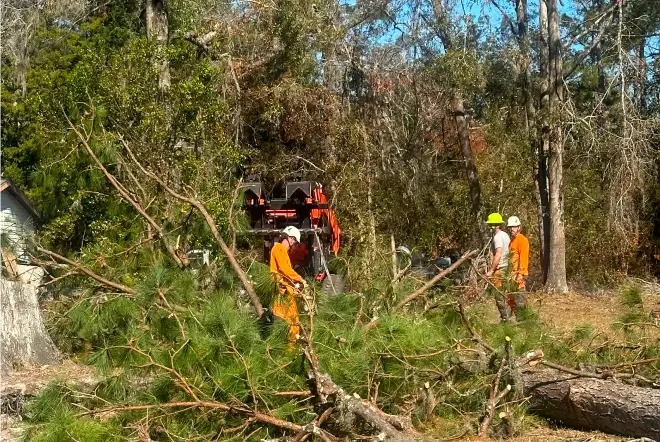 Tree service workers in hard hats and safety gear clearing a pile of cut pine tree branches in a wooded yard using heavy machinery.