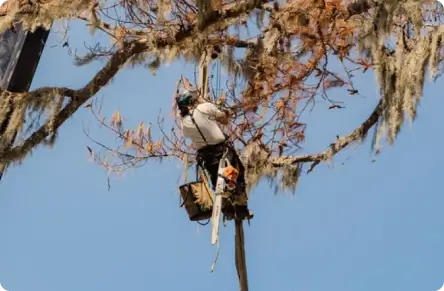 A tree service worker wearing safety rigging and carrying a chainsaw hangs suspended from a rope high up in a large tree with brown-tipped leaves, positioned next to a large black crane boom against a blue sky.
